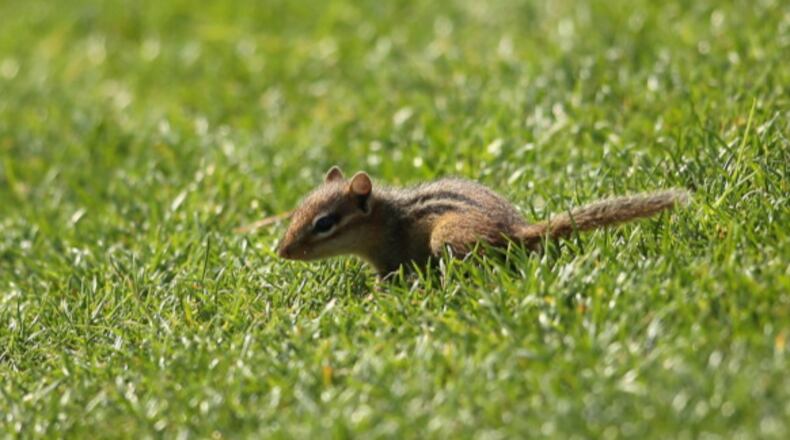 A chipmunk, like the one pictured here, was caught on camera attacking a cat, after the cat tried to eat it for dinner.