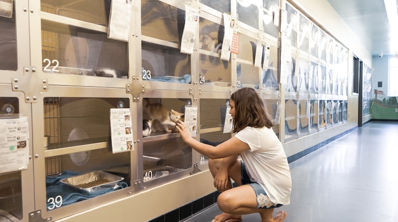 All adoptions at Gwinnett Animal Shelter are free this month and include spay/neuter, microchipping and each pet’s first round of vaccinations. COURTESY GWINNETT ANIMAL WELFARE & ENFORCEMENT