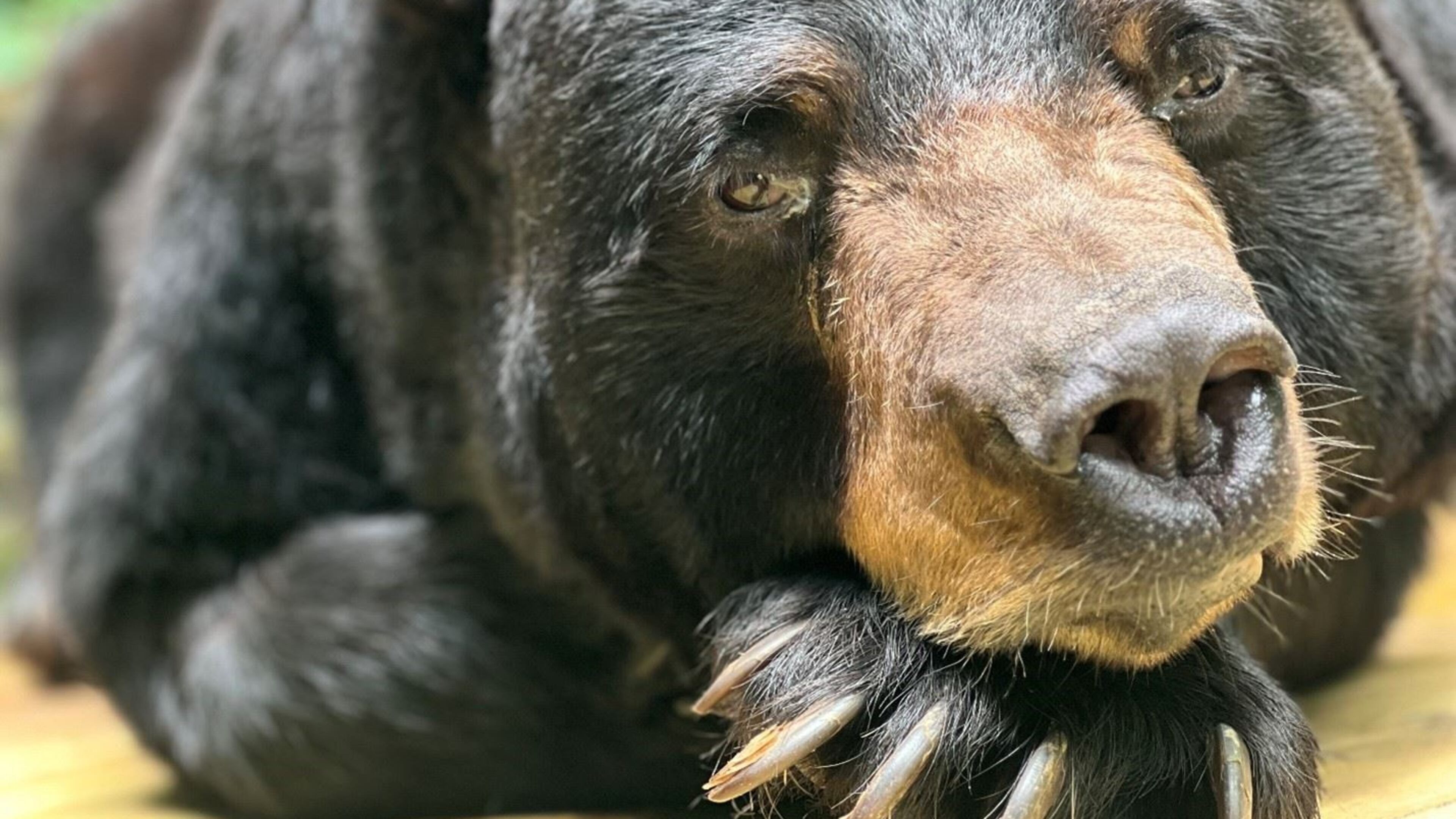 DJ, a 22-year-old American black bear at Athens' Bear Hollow Zoo, was euthanized Friday due to spinal and heart conditions. (Courtesy of Athens-Clarke County Unified Government)