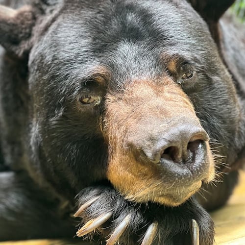 DJ, a 22-year-old American black bear at Athens' Bear Hollow Zoo, was euthanized Friday due to spinal and heart conditions. (Courtesy of Athens-Clarke County Unified Government)