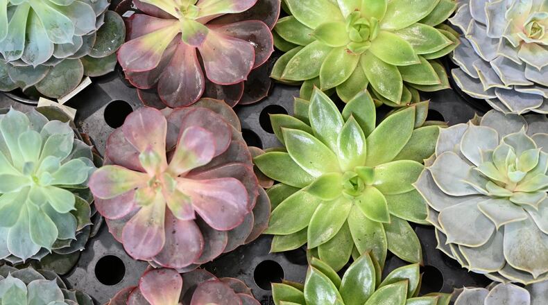 Georgia plant nursery housed migrant workers in ‘unacceptable’ conditions. (Hyosub Shin / Hyosub.Shin@ajc.com)