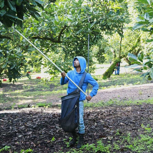 A farmhand harvests avocados at an orchard in Santa Ana Zirosto, Michoacan sate, Mexico, Friday, Aug. 14, 2026. (AP Photo/Armando Solis)