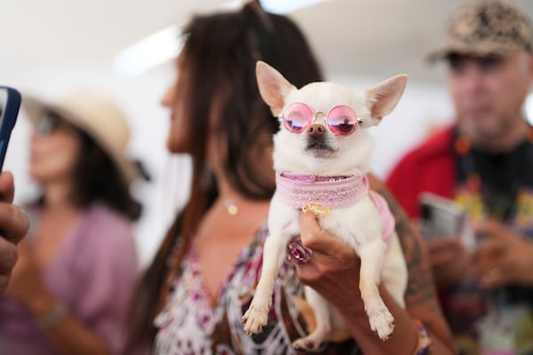Savana the dog attends the Palm Dog award ceremony at the 78th international film festival in Cannes, southern France, Friday, May 23, 2025. (AP Photo/Natacha Pisarenko)