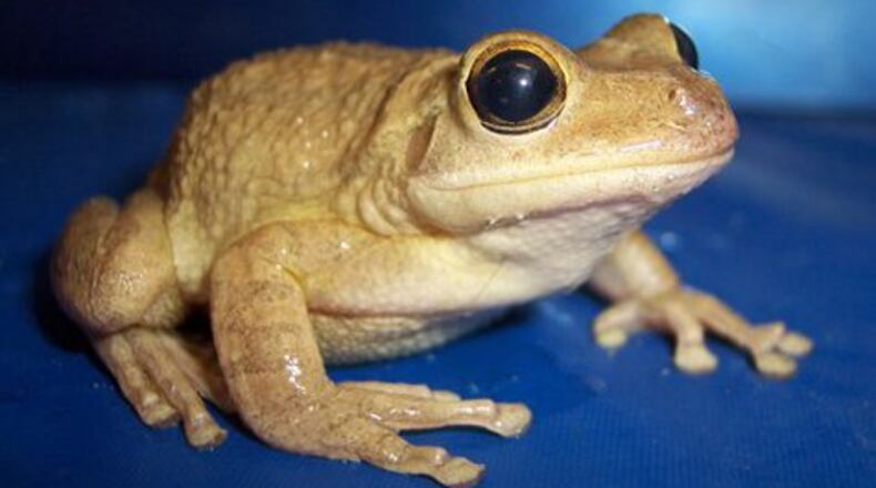 An invasive Cuban treefrog is shown in this file photo.