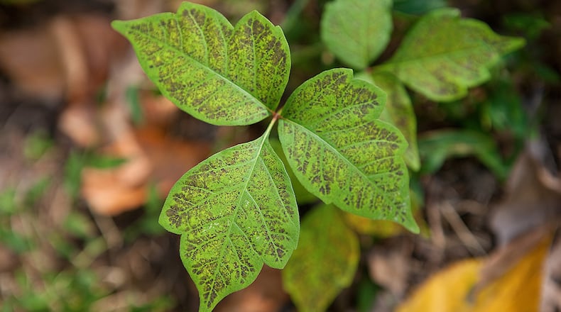 Poison ivy (Toxicodendron radicans) seen in the mountains of North Carolina