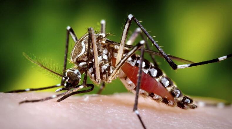 The Aedes aegypti mosquito can infect humans with the Zika virus when it takes a blood meal. SANOFI PASTEUR / FLICKRCC / TNS