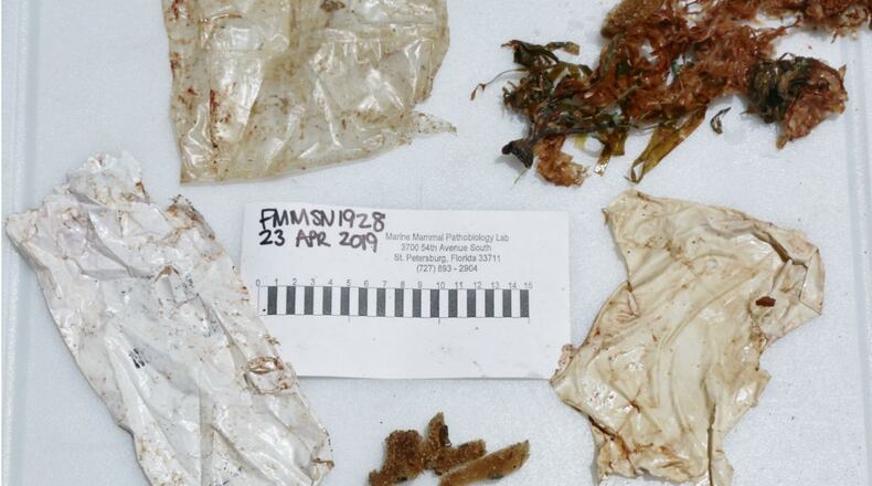 A dolphin found stranded along a Florida beach had a stomach full of trash, including part of a rubber balloon and two plastic bags, wildlife officials said. (Photo: Florida Fish and Wildlife Conservation Commission)