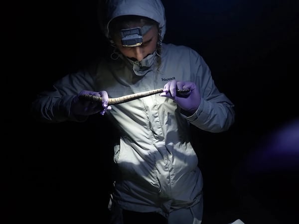 Researcher Corinna Hazelrig observes a snake for possible lesions. (Photo courtesy of Taylor Miller)