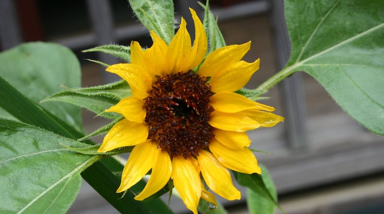 Besides being beautiful, sunflowers are highly attractive to pollinators. CONTRIBUTED BY WALTER REEVES