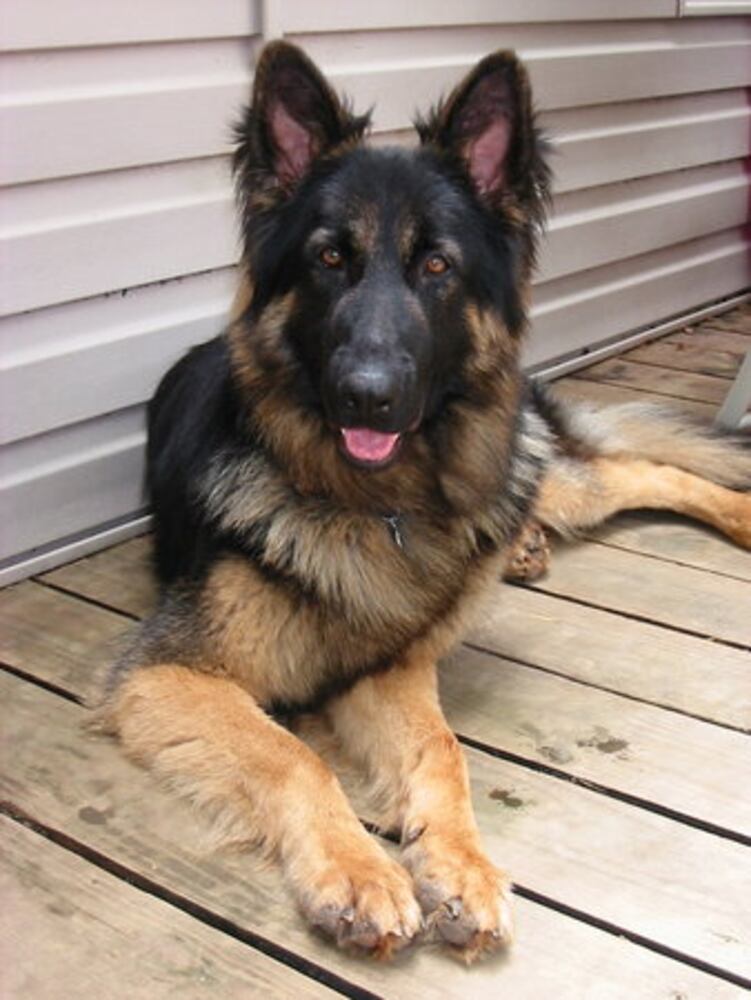 Atlanta's Top Dogs: 3. German Shepherds