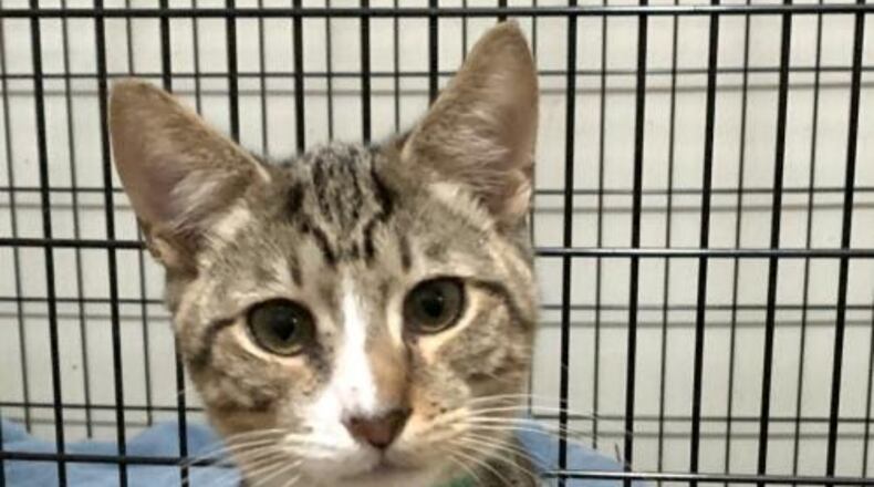 With “kitten season” approaching, the Fayette Humane Society is seeking dozens of volunteers to assist with adoption and spay/neuter programs. Couretsy FHS