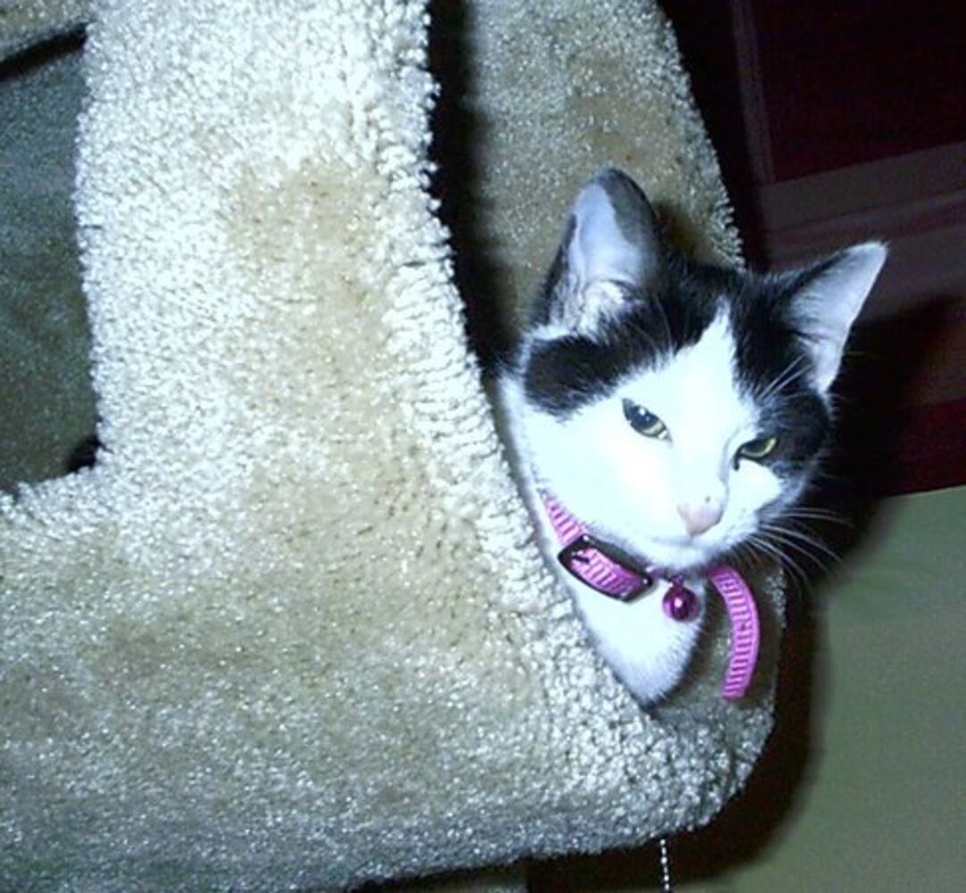 Atlanta's Cutest Kittens