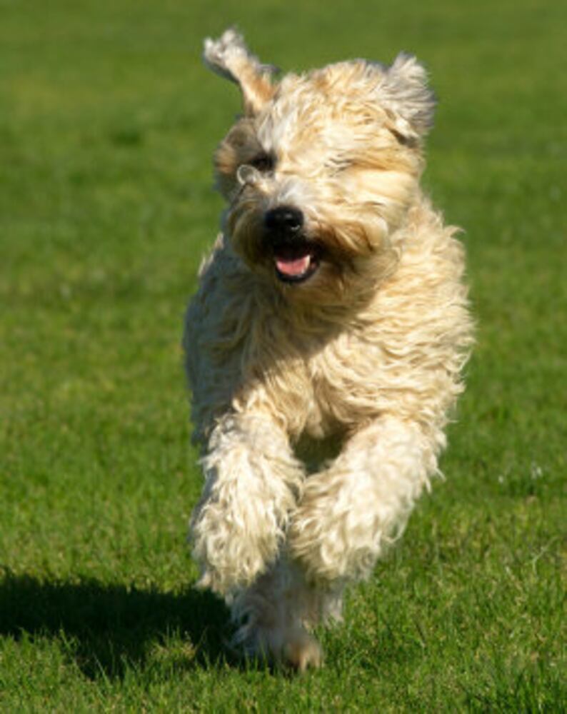 Popular hypoallergenic dogs