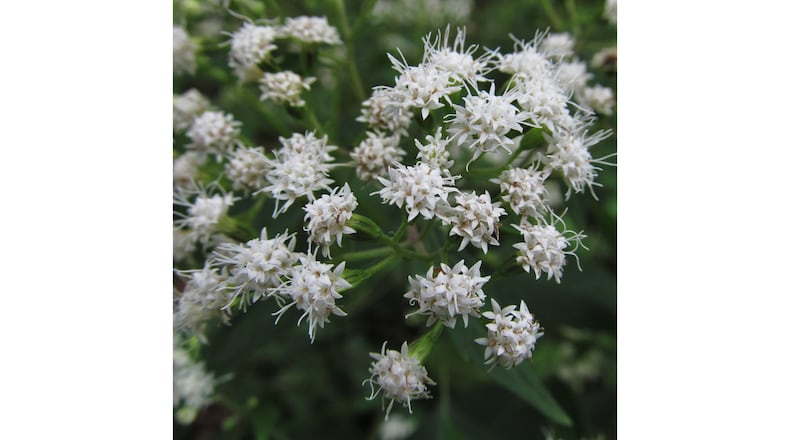 The white snakeroot wildflower is now blooming in woods and bottomlands in North Georgia. The plant, however, contains toxins that, if ingested, can cause severe sickness and death in people, pets and livestock. (Courtesy of Cbaile19/Creative Commons)