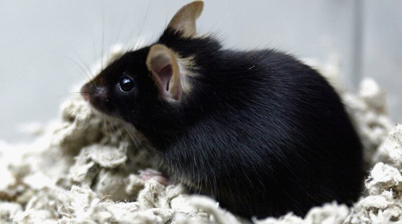 Getty File Photo (Photo by koichi Kamoshida/Getty Images)