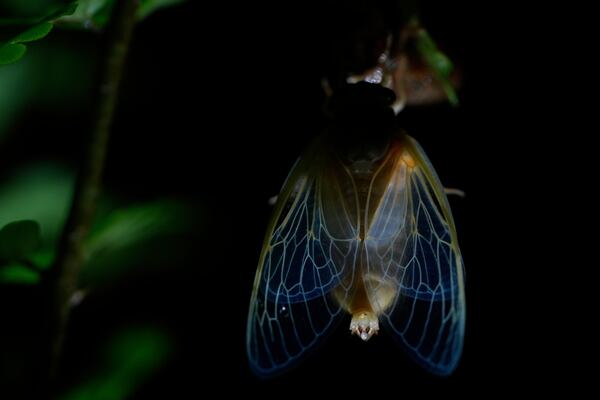 The veins of an adult periodical cicada's translucent wings are illuminated shortly after shedding its nymphal skin, Friday, May 16, 2025, in Cincinnati. (AP Photo/Carolyn Kaster)
