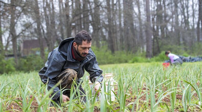 Ben Begard, farm hand with Love is Love Farm at Gaia Gardens, weeds a row of garlic while working on the farmland in Decatur, Tuesday, March, 17, 2020. (ALYSSA POINTER/ALYSSA.POINTER@AJC.COM)