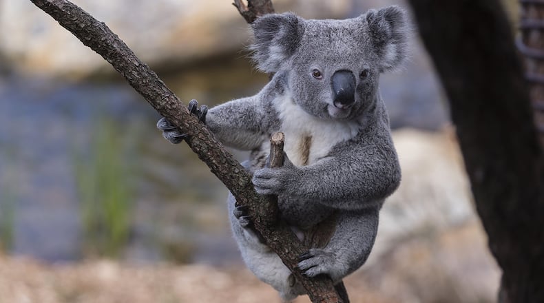 Dogs have been helping rescue koalas during the bushfires in Australia.