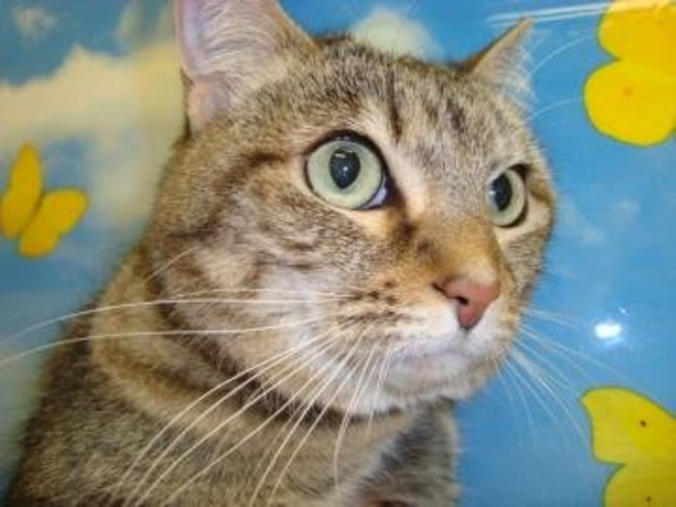 Help Atlanta's adoptable pets find a home: Apr. 16