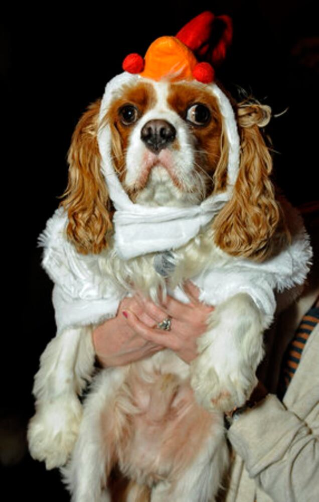 Dogs audition for 'It's Me or the Dog'