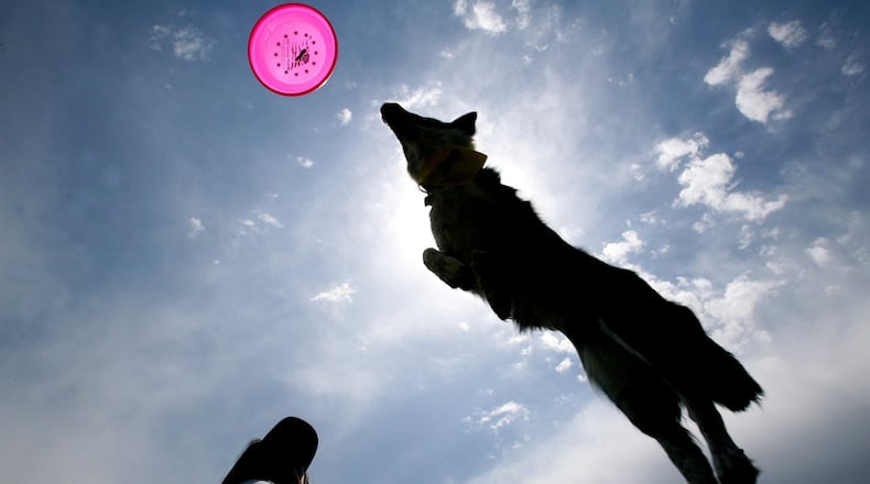 Melissa Heeter’s dog “Ally” seems to soar after a disc at last year’s Atlanta Dogwood Festival. (Photo by KEITH HADLEY)