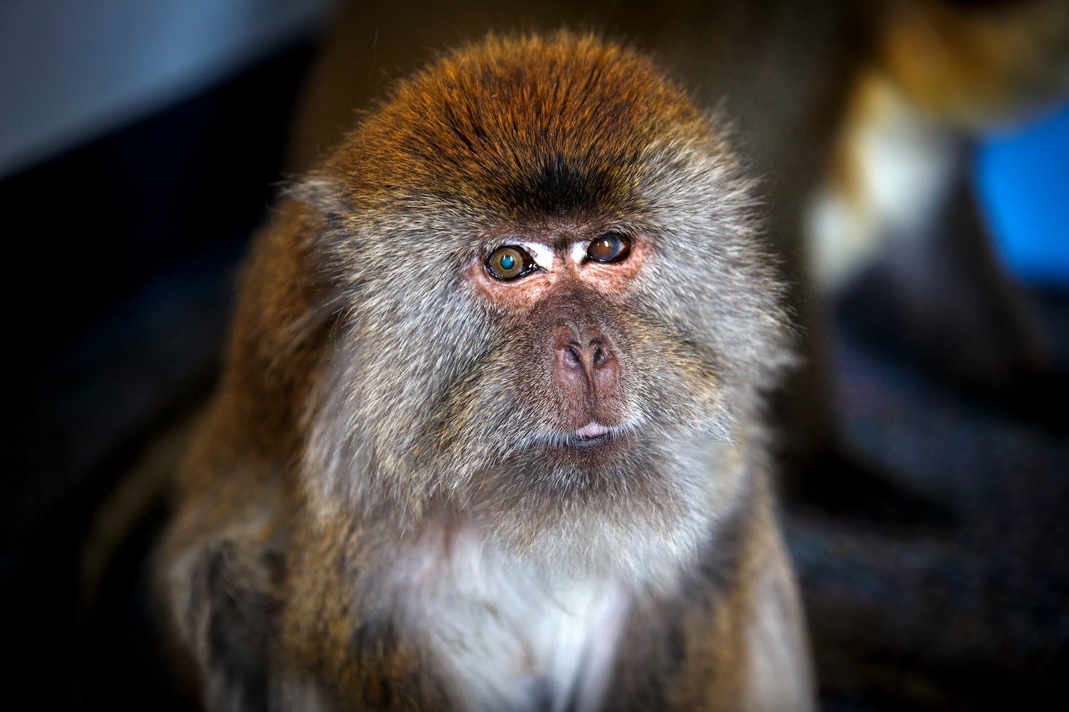 Suncoast Primate Sanctuary in Palm Harbor