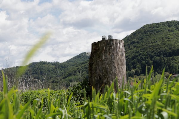 Ankles of sawed off and taken away bronze statue which represented Melania Trump remain on the tree stump where it was placed in 2020, in the village of Rozno, Slovenia, Friday, May 16, 2025, near Melania Trump's hometown of Sevnica. (AP Photo/Relja Dusek)