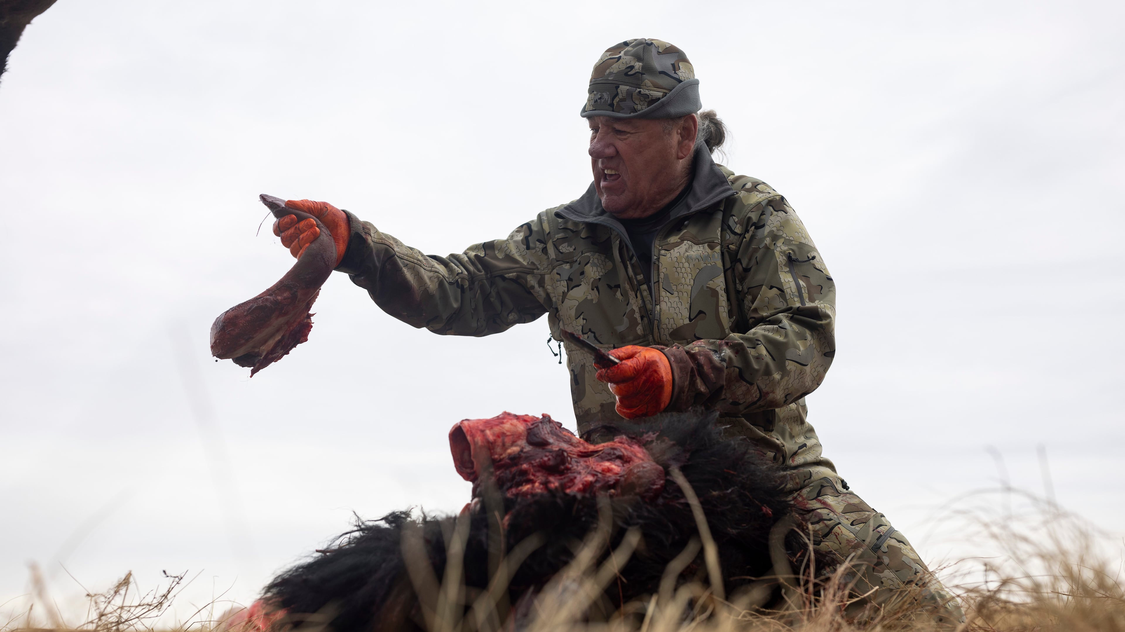 Buffalo manager Robert Magnan cuts out a bison's tongue while field dressing it at the Fort Peck Assiniboine & Sioux Tribes Buffalo Ranch near Wolf Point, Mont., Monday, Nov. 10, 2025. (AP Photo/Mike Clark)