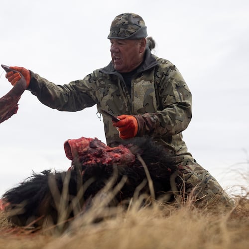 Buffalo manager Robert Magnan cuts out a bison's tongue while field dressing it at the Fort Peck Assiniboine & Sioux Tribes Buffalo Ranch near Wolf Point, Mont., Monday, Nov. 10, 2025. (AP Photo/Mike Clark)