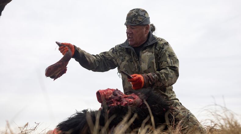 Buffalo manager Robert Magnan cuts out a bison's tongue while field dressing it at the Fort Peck Assiniboine & Sioux Tribes Buffalo Ranch near Wolf Point, Mont., Monday, Nov. 10, 2025. (AP Photo/Mike Clark)
