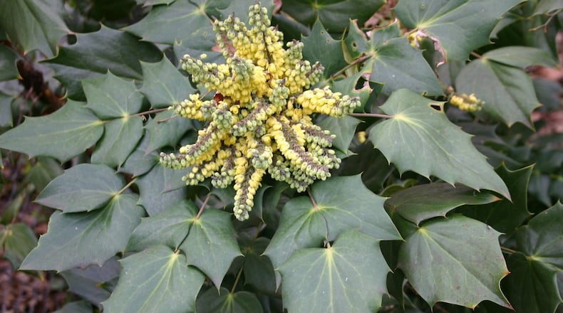 Spiky leaves and yellow flowers make leatherleaf mahonia an intriguing shade plant. CONTRIBUTED BY WALTER REEVES