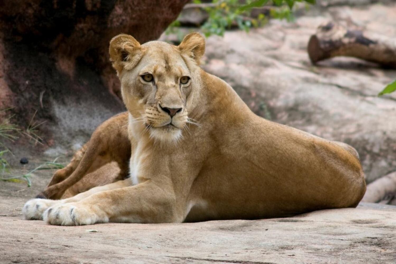 Lion cubs born at Zoo Atlanta
