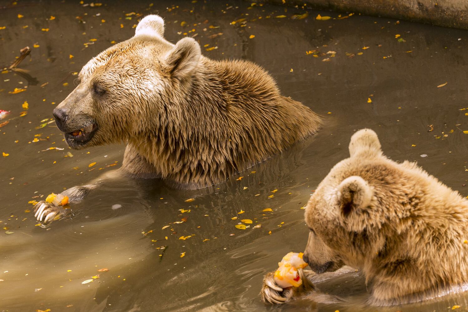 Summertime photos: Animals chill out at zoos