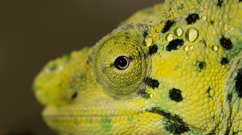 A Meller’s chameleon will be one of the new occupants of Zoo Atlanta’s Scaly Slimy Spectacular: The Amphibian and Reptile Experience, the $19 million reptile house scheduled to open April 2. CONTRIBUTED BY ZOO ATLANTA