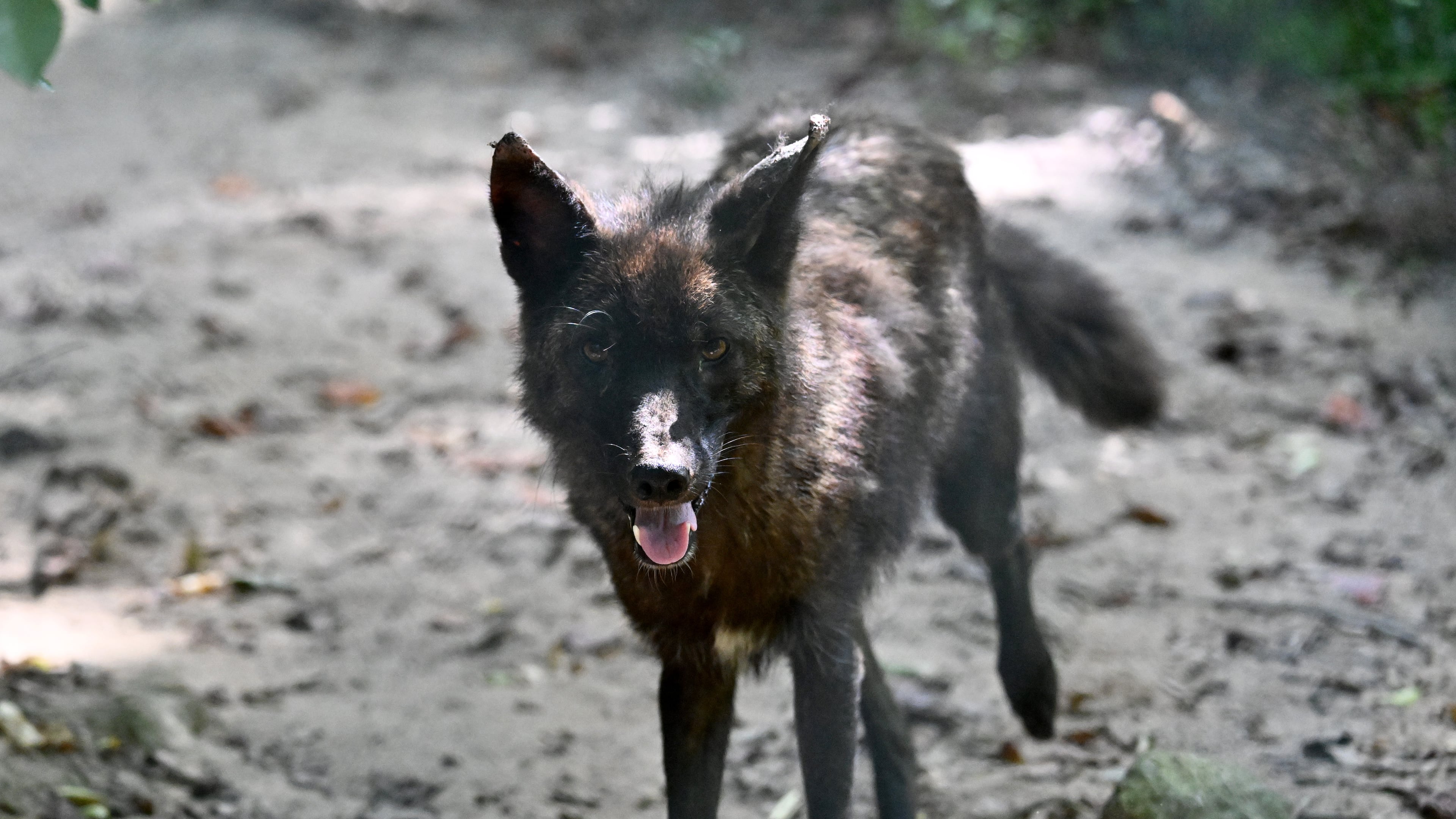 Carmine is a rare black coyote who was captured in 2020 after roaming around the northwest metro Atlanta area, making friends with dogs. He's now at the Yellow River Wildlife Sanctuary. (Hyosub Shin / AJC)