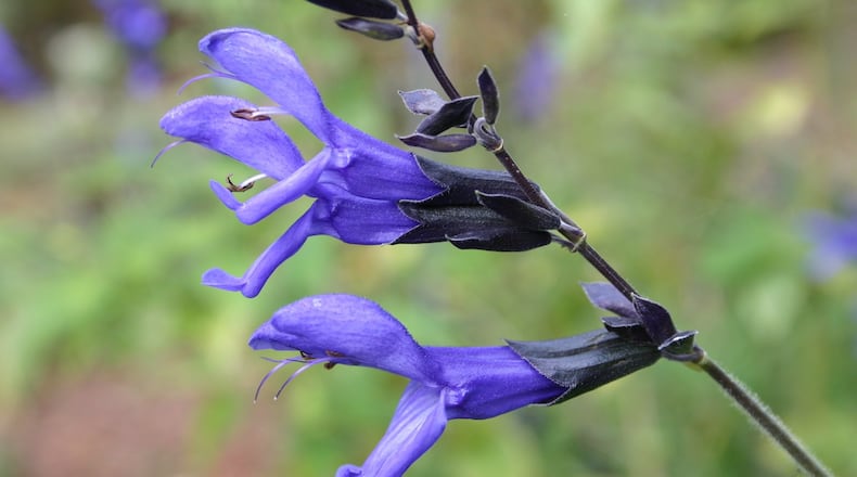 The intense blue flowers of ‘Black and Blue’ salvia are magnets for hummingbirds and butterflies. CONTRIBUTED BY WALTER REEVES