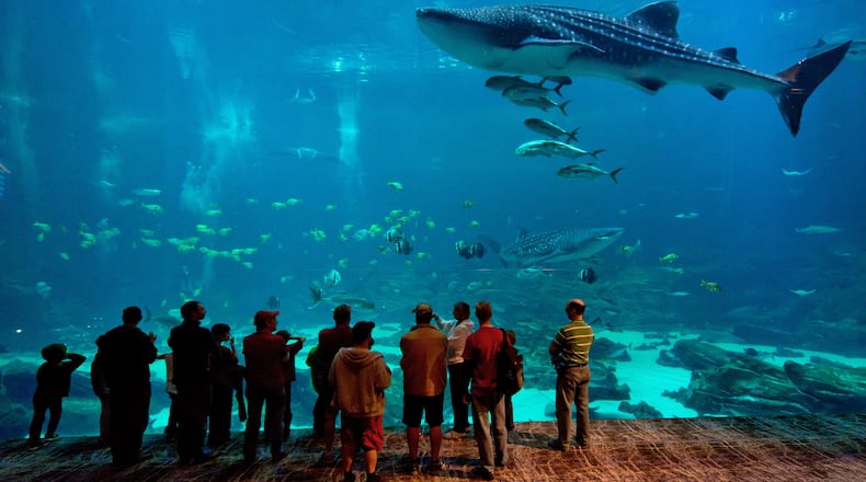 Crowd of people watching the Whale Sharks at the viewing theater of the Ocean Voyager exhibit at the Georgia Aquarium. (Gene Phillips)
