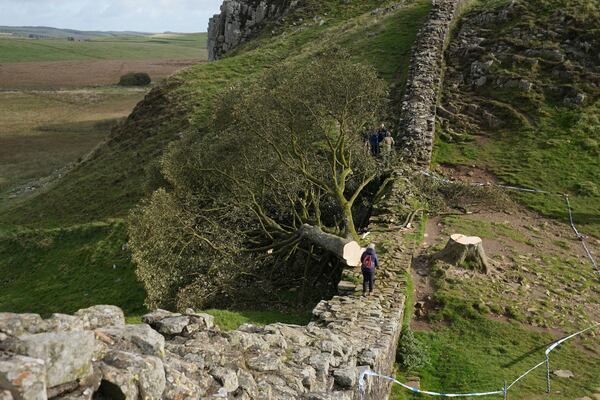 FILE - The felled Sycamore Gap tree is seen on Hadrian's Wall in Northumberland, England, Sept. 29, 2023. (Owen Humphreys/PA via AP, File)
