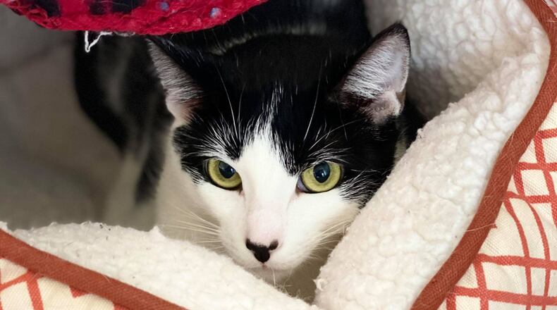 "Poppy" is available for adoption at the Forsyth County Animal Shelter. The facility will waive its $85 pet adoption fee as part of a “Home for the Holidays” promotion Nov. 28-Jan. 2.