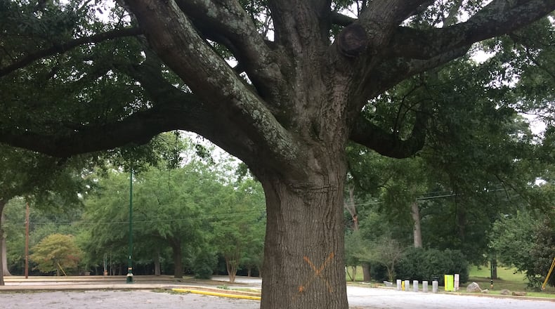 A temporary pause has been placed on the removal of the trees slated to be taken down from Grant Park's Boulevard side in order to build a 1,000-space parking garage.