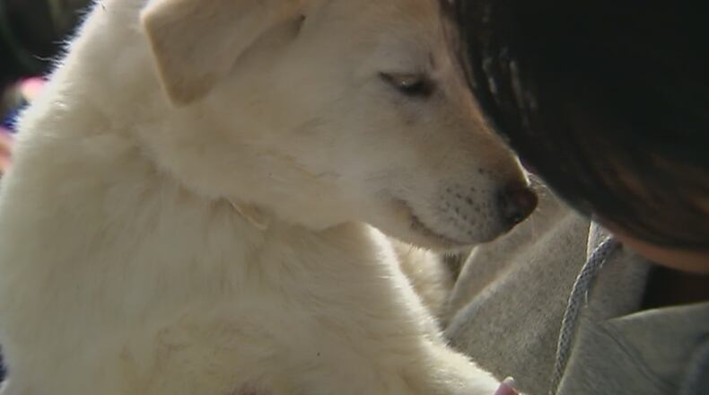 A dog rescued from the South Korea meat trade is now in Pittsburgh.