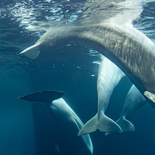 This photo provided by the Shedd Aquarium shows a beluga whale named Rain swimming on Tuesday, Sept. 1, 2026, at the aquarium in Chicago. (Heidi Zeiger/Shedd Aquarium via AP)
