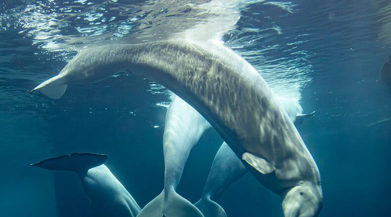 This photo provided by the Shedd Aquarium shows a beluga whale named Rain swimming on Tuesday, Sept. 1, 2026, at the aquarium in Chicago. (Heidi Zeiger/Shedd Aquarium via AP)