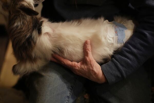 Leslie Stewart holds one of her baby goats to feed, Monday, Feb. 17, 2025, in Wellston, Okla. (AP Photo/Joshua A. Bickel)