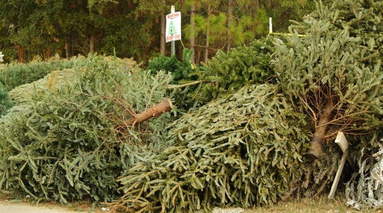 Alpharetta is hosting their annual "Bring One For The Chipper" Christmas tree recycling event 9 a.m. until 3 p.m. Jan. 7 at The Home Depot, 5300 Windward Parkway. (Courtesy Davey Tree Expert Company)