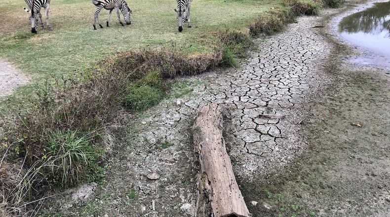 In this Oct. 7, 2019, photo, cracked earth is left behind after an ongoing drought dried up a stream at Pettit Creek Farms in Bartow County. Owner Scott Allen says that natural water sources like this one used to provide water for the zebras and other animals in the farm. Allen is now relying on city water from Cartersville to care for the animals. AP PHOTO / JEFF MARTIN