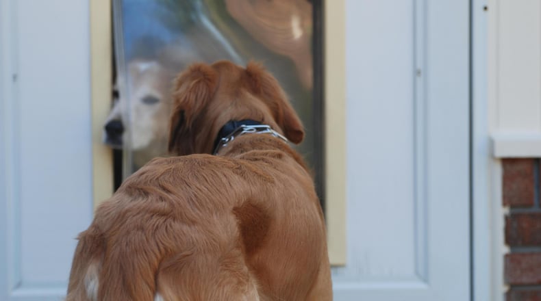 A woman tried to break into a Seattle home through the dog door, police said.