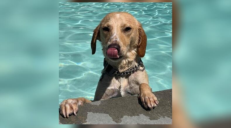 Brookhaven will hold Doggy Dip Day on Sept. 25 and 26.