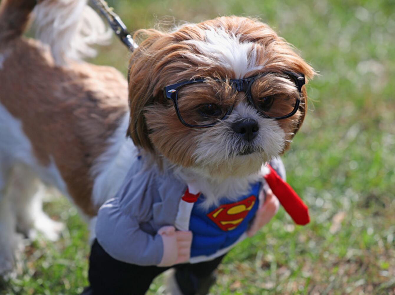 Photos: Dogs put on their HOWLoween best for Barkfest