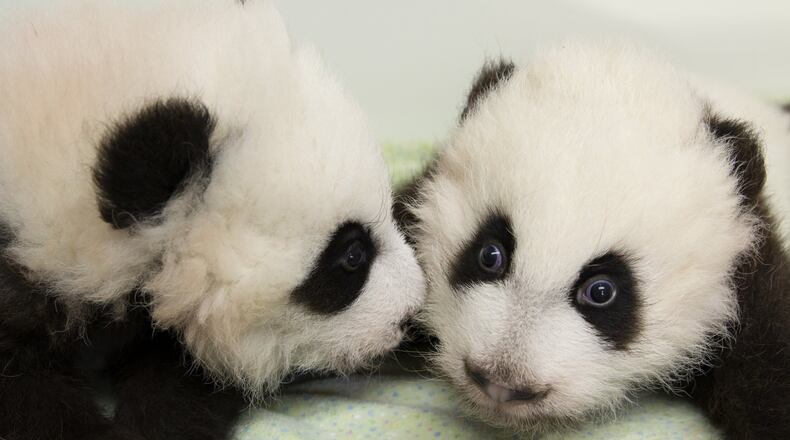 Cub A and Cub B will soon have a better way to introduce themselves, after they receive their official names on Monday, Dec. 12. Their mother, Lun Lun, will still probably be among the few who can distinguish one from the other. CONTRIBUTED BY ZOO ATLANTA